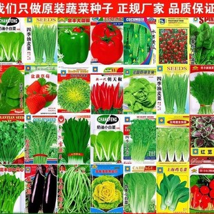 ������˲���С�[�߲˷N���ļ��������̨ͥԺ�������׷N�Ѵ�ȫ