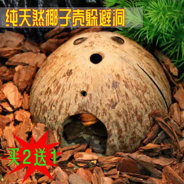 Природная кокосовая скорлупа избегает дворцовой ящерицы