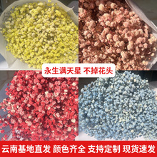 永生花满天星500g彩色大头满天星情人节520干花束满天星diy花束批