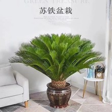 ����������������С���辰������ͥԺֲ���ļ�����칫�Ҵ�����ֲ
