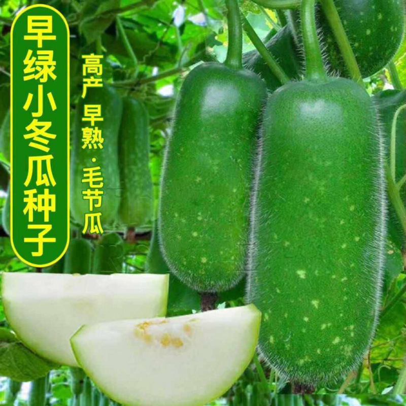 Early-Maturing Green Winter Melon Seeds, Thick-Fleshed, Fresh and Tender, Suitable for Planting in Balcony Gardens during Spring, Summer, and Autumn, Mini Winter Melon Seeds