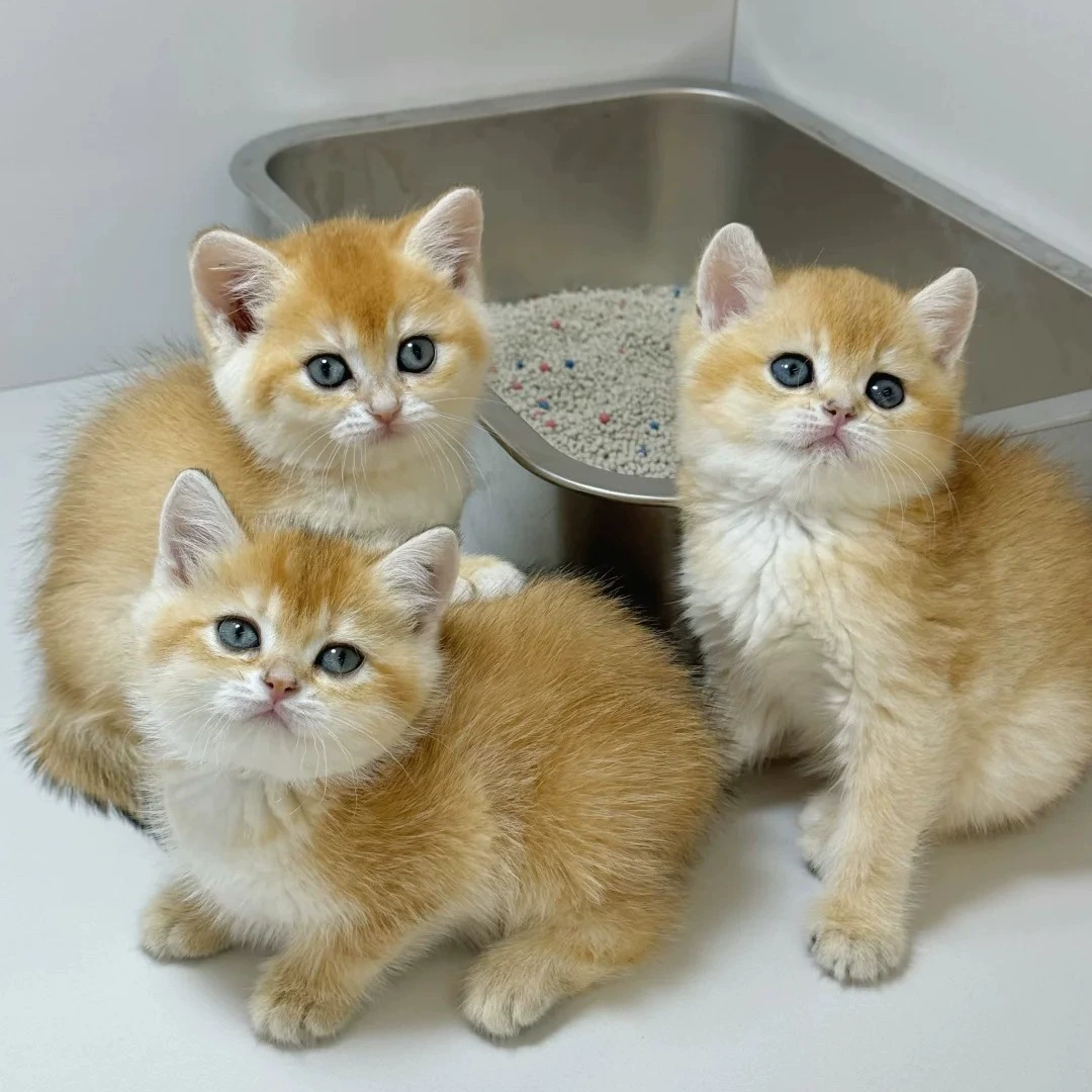 Чистокровный золотистый градиентный котенок живой британский короткошерстный кот цена дWARF живой длинношерстный домашний кот оптом здоровый