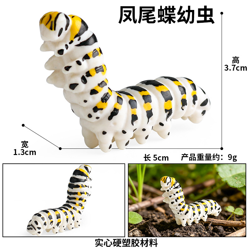 Larva de mariposa cola de Fénix M-3093
