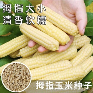 ��ŴĴָ���׷N��������p��{СĴָŴ���׷N����С���׷N�Ӵ�ȫ