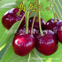 ��t���޽�܇���ә����箔��Y���������ϱ����Nֲ���������Ե���