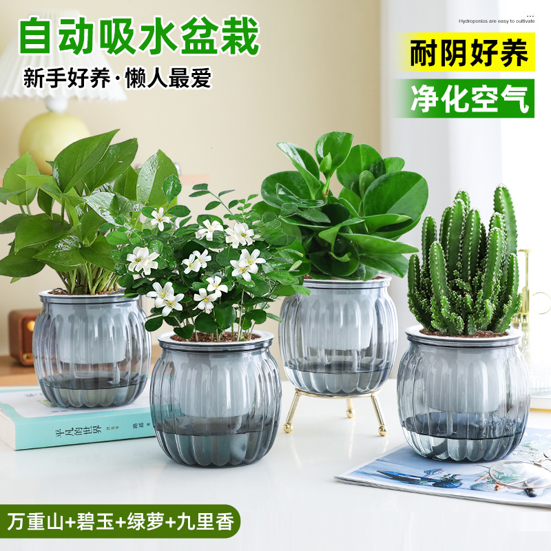 [방사선 방호 패키지] 완중산 + 벽옥 + 청무 + 구리향