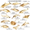Golden small marine set