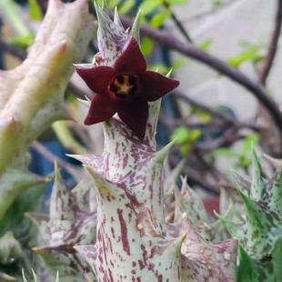 Purple Dragon Horn Summer Succulent Plant 4-6cm