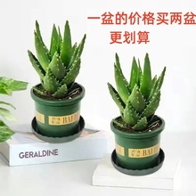 芦荟盆栽不夜城多肉耐旱室内办公室客厅防辐射净化空气阳台绿植甲