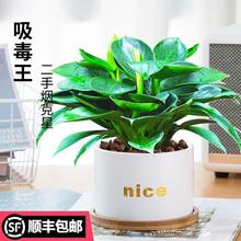 �������ֲ��G�}�jˮ��Gֲ�҃�������ȩ�����ļ����B����