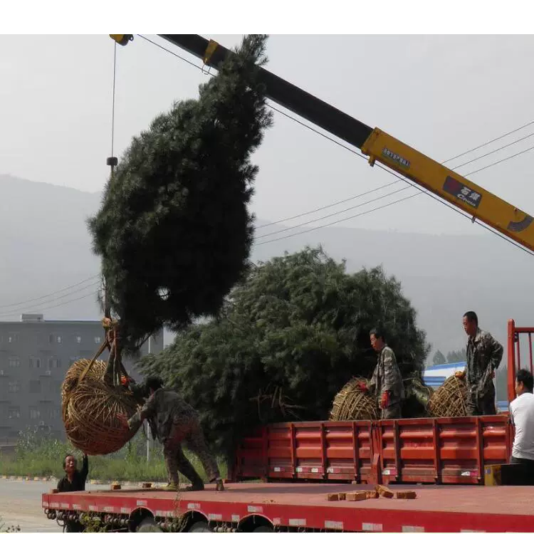 Характеристики декоративного дерева белой сосны 3m Полные 2, 3, 4, 5, 6m высоких саженцев белой сосны с питательным горшком Инженерные саженцы