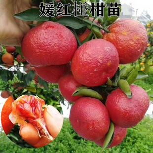 ��Ʒ�N�ش���۽ۘ����¼t�ո̘���o��������Ʒ���Ә��箔��Y��