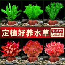 鱼缸水草植物专用造景生态蜈蚣草净化水质水培植水榕绿菊九冠水草