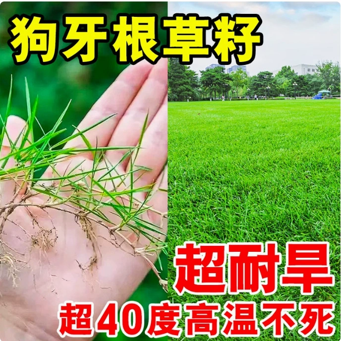 Семена травы с собачьими зубами, семена газонов, защита склонов, семена ячменя, замена газонов, защита склонов, фиксация почвы, устойчивость к холоду, теплу и устойчивость к ногам.