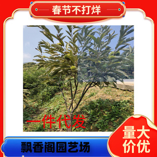 һ������ ë��t �F�����t�ۼ޽�С�����Ә��������Ʒ�NƷ�N