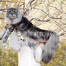 猫咪活体缅因猫幼猫活物布偶猫小猫活猫德文卷毛小猫咪孟加拉豹猫