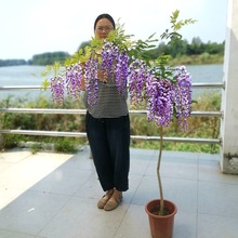 紫藤树苗紫藤花爬藤植物攀爬庭院围墙紫藤花苗爬藤高手开花香好养