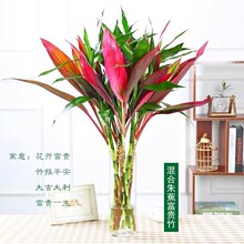 紫竹鸿运当头富贵竹大叶竹水培植物绿植室内客厅花卉盆栽观音竹