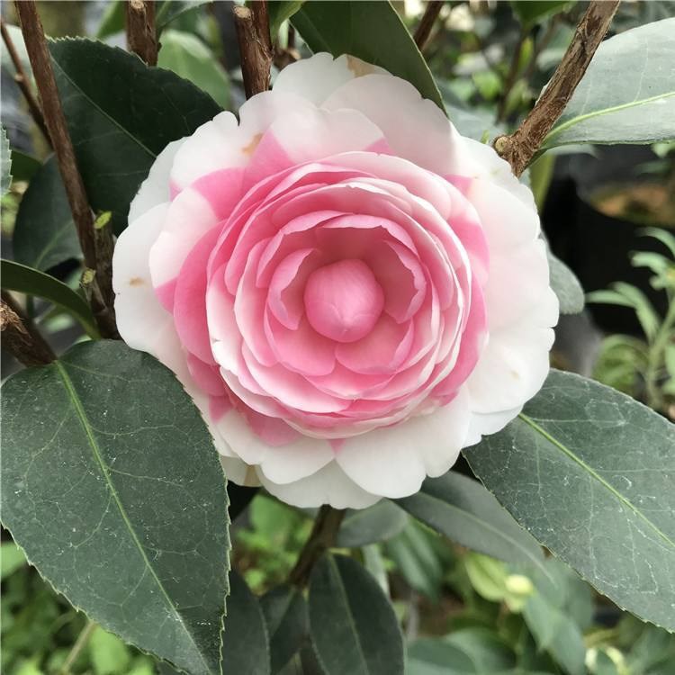 메이웨 5년생 모종(새싹이 많음)에 영양비료를 제공