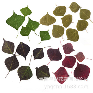 ��Ȼ�����~ ֲ��˱��ɻ�������������~�N���������̨��diy�ز�