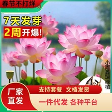 һl^pɻˮBɏźNɏ˯ɏܷNˮ