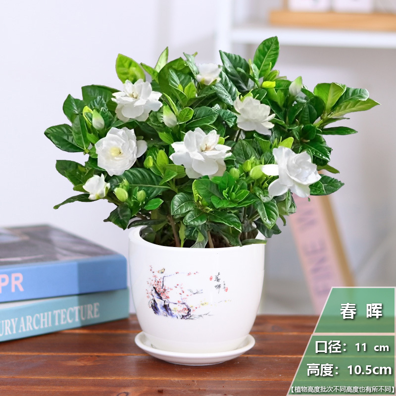 [중국식] 치자나무 1개 + 춘희 도자기 화분 + 영양비료