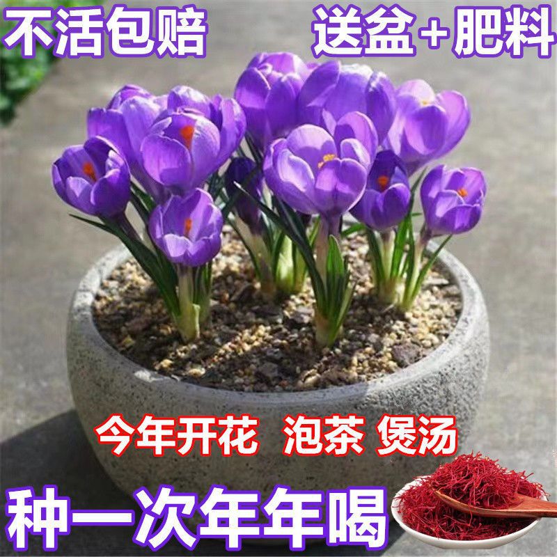 冬紅花圖片 海量高清冬紅花圖片大全 阿里巴巴