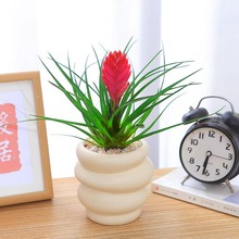 铁兰花盆栽紫花凤梨室内桌面好养绿植盆景观花植物阳台好种绿植