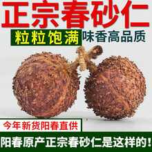 �����ڼ���ꖴ���ɰ�� Ұ��ꖴ�ɰ�V�|ɰ���خa����50��