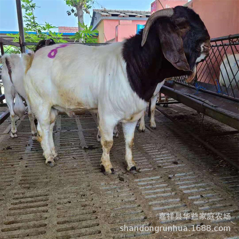 波尔山羊母羊 山东白山羊羊羔 云南波尔山羊养殖场