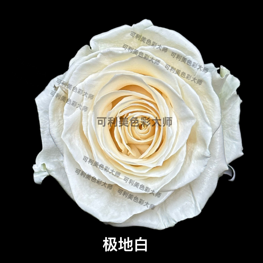 (Kolimay) Blanco Polar