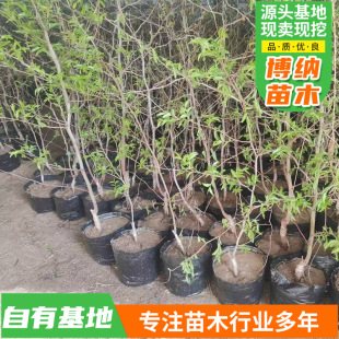 �ϱ���ͥԺ���Թ�������Լ޽ӗ��Ә�����J�������ˮ��������ľ