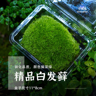 White Hair Moss, Narrow-Leaf White Hair Moss, Artificially Tamed, Fresh and Fresh, Air-Dried, Boxed, Shipped in Full Box, Micro-Landscape Landscaping