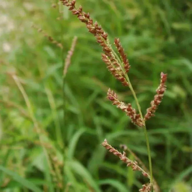 小米草稗草种子水稗子水草种子水稗草籽牛羊鱼虾蟹稻田种植种子_