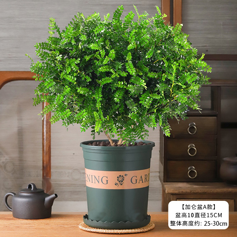 향목 6년근 모종(갤런 화분) + 영양액