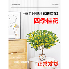 �𻨘����ļ������Կ�ʳ���_�������҃��̨ͥԺ�����ͻ���ֲ��