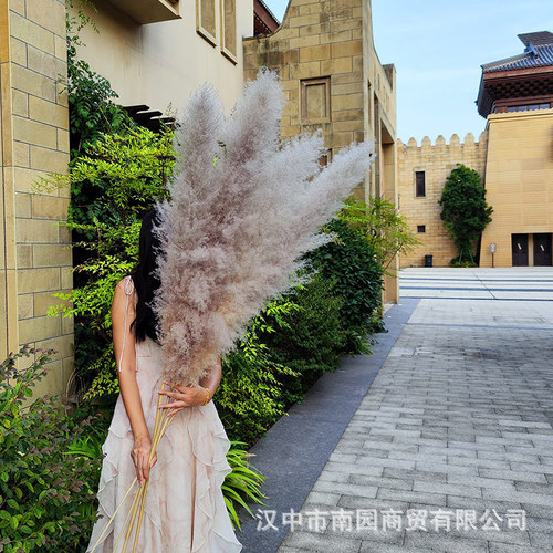 Wholesale natural reed dried flowers large reed flowers wedding home decoration ornaments simulated reed bouquets Valentine's Day