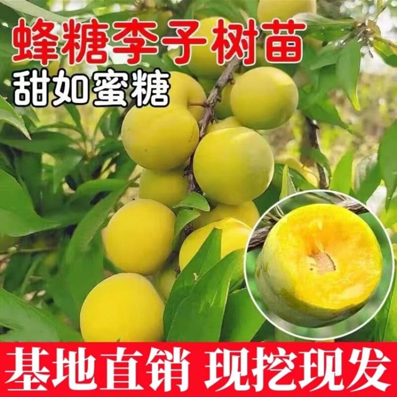 正宗贵州蜂糖李子树苗脱骨早熟三月李果苗嫁接三华李子树苗带土