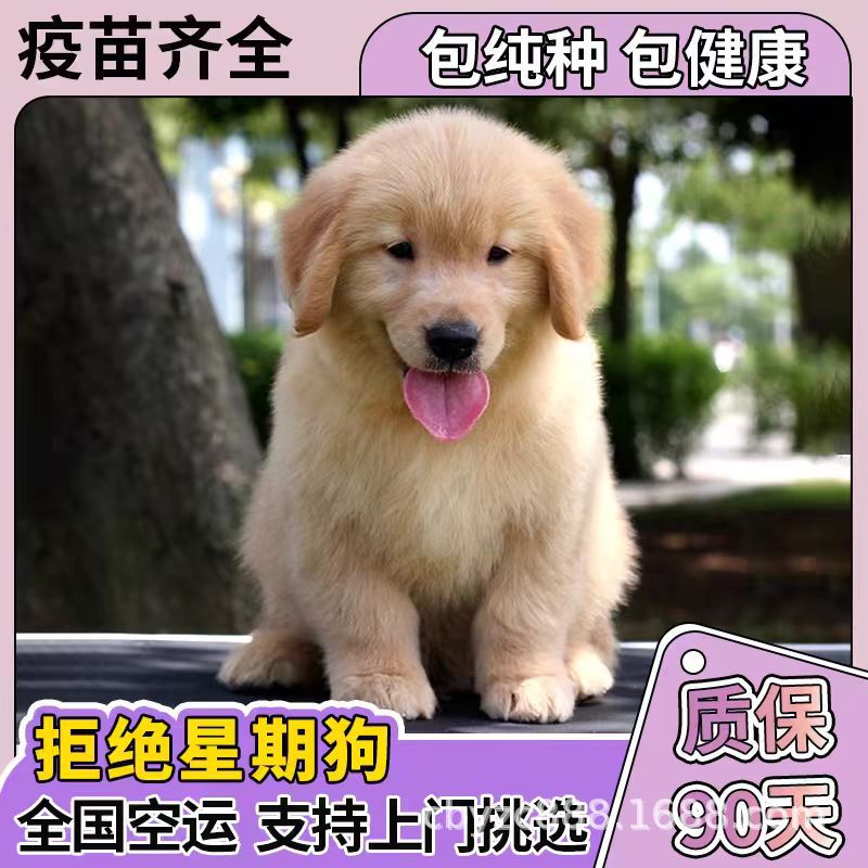 纯种金毛犬活体宠物幼犬家养宠物犬赛级双血统大骨架金毛幼犬