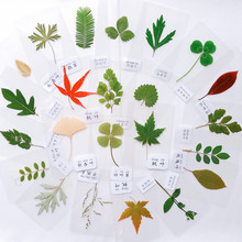 塑封植物干花标本天然真树叶押花叶子儿童手工材料四叶草书签成品