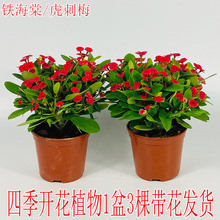 ���Ļ������F���Ļ���÷�����ļ��_��ֲ���҃����̨ͥԺ�����Gֲ