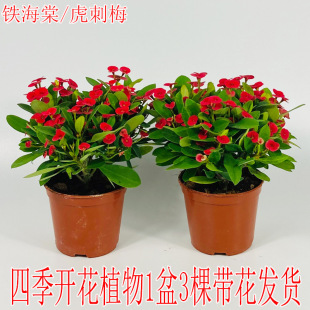 ���Ļ������F���Ļ���÷�����ļ��_��ֲ���҃����̨ͥԺ�����Gֲ