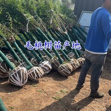 毛桃树苗小毛桃苗山毛桃光核毛桃树苗价格6-12公分毛桃树山桃树