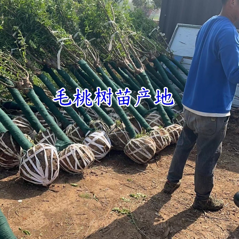 毛桃树苗小毛桃苗山毛桃光核毛桃树苗价格6-12公分毛桃树山桃树