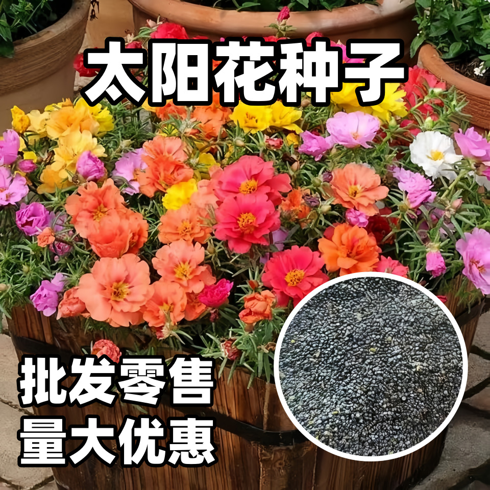 太阳花种子重瓣混色四季播种易活开花卉室内室外花籽盆栽花种籽子
