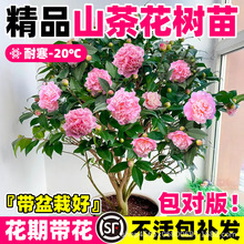 山茶花树苗盆栽花卉大型室内庭院植物耐寒盆景常青四季耐冬茶花苗