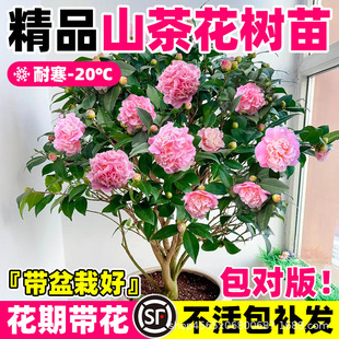 ɽ�軨�������Ի��ܴ����҃�ͥԺֲ���ͺ��辰�����ļ��Ͷ��軨��