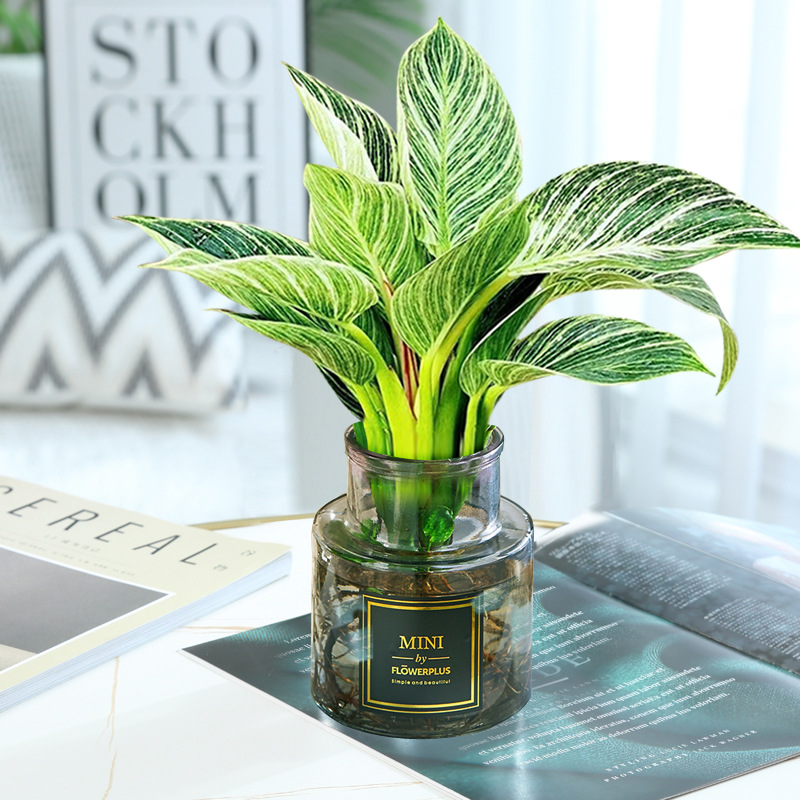 [두인 핫모델] 플래티넘 다이아몬드 1개(하이넥 그레이 유리병) + 크리스탈 머드 + 영양