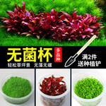 鱼缸水草植物无菌杯前景牛毛莫斯日本矮珍珠天胡荽挖耳迷你椒草