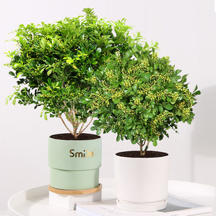 Milan Flower Potted Saplings, Strong-Scented Flower Plants, Indoor Flowering in All Seasons, Easy to Maintain, Mosquito Repellent and Insect Repellent Green Plants